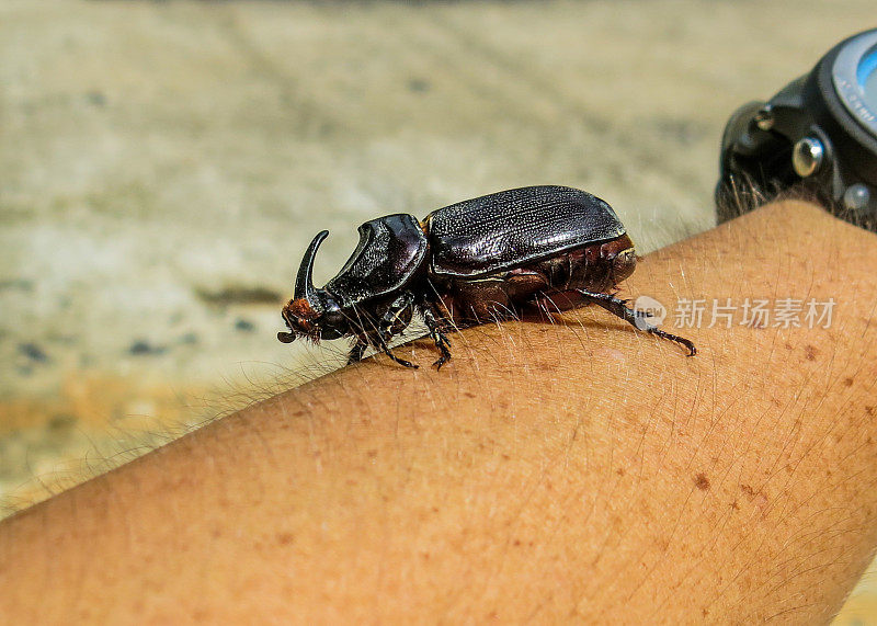 犀牛甲虫(Oryctes nasicornis)臂上